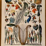 Lithograph on feathers from 1907