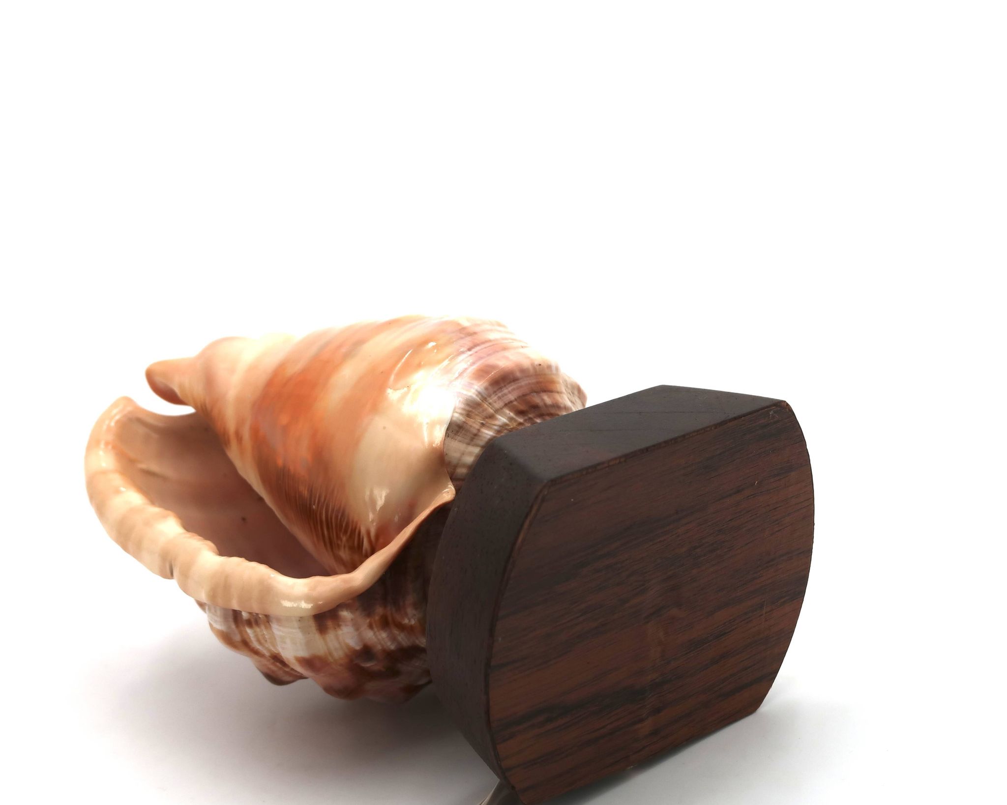 Lampe à poser coquillage naturel et socle en bois, années 60