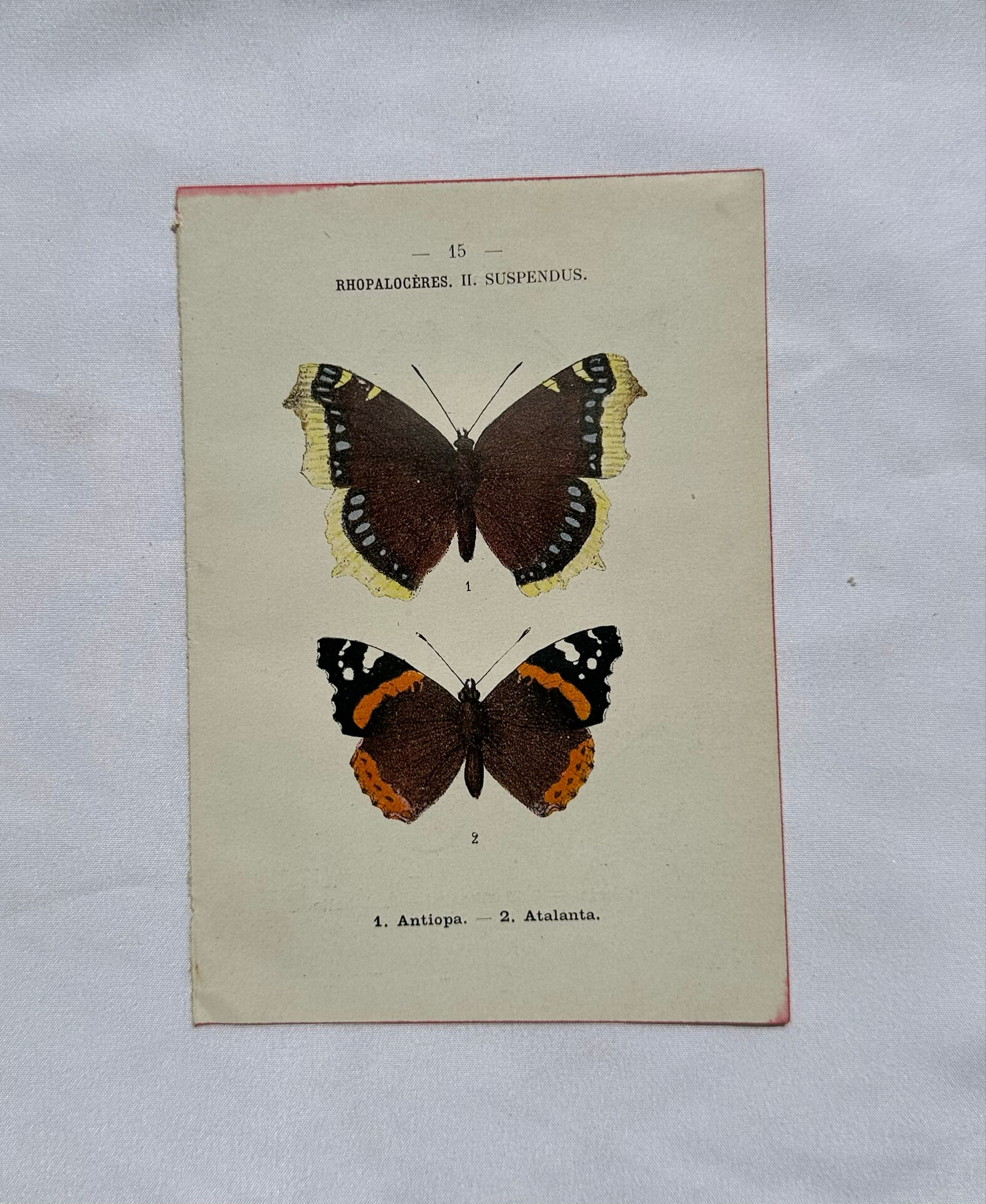 Botanical engraving double-sided butterflies naturalist plate etching