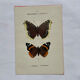 Botanical engraving double-sided butterflies naturalist plate etching