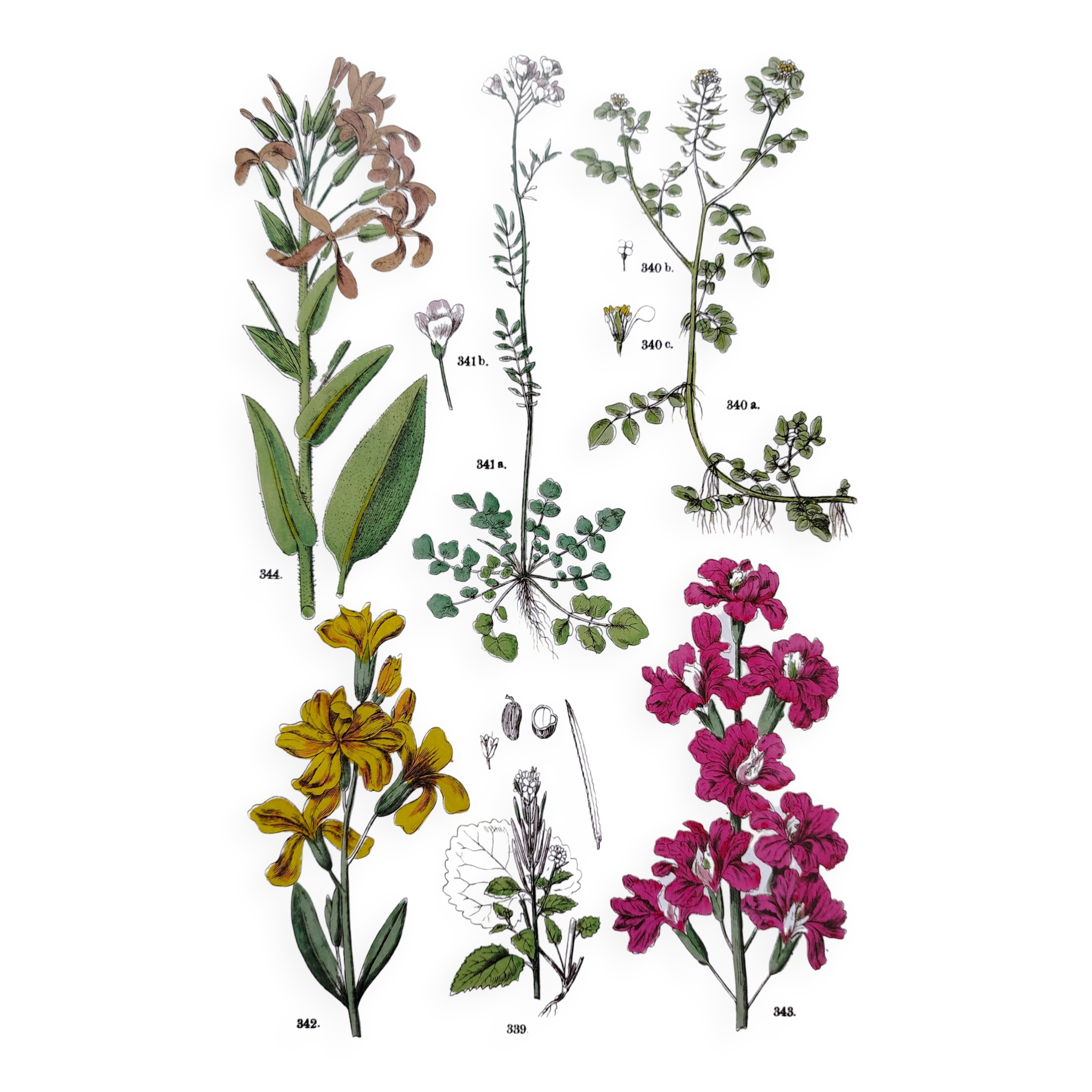 Plant poster based on an 1881 engraving "wallflower"