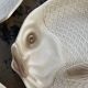 6 flat plates fish in beige ceramic Salins les bains