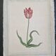 La Roche Laffitte (Born in 1943) - Watercolour drawing on silk - Tulip