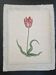 La Roche Laffitte (Born in 1943) - Watercolour drawing on silk - Tulip
