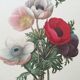 Botanical illustration Anemone Flower Vintage print from the 60s