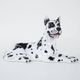 Ceramic Dog Arlekin figurine, Italian design, 1970s, made in Italy