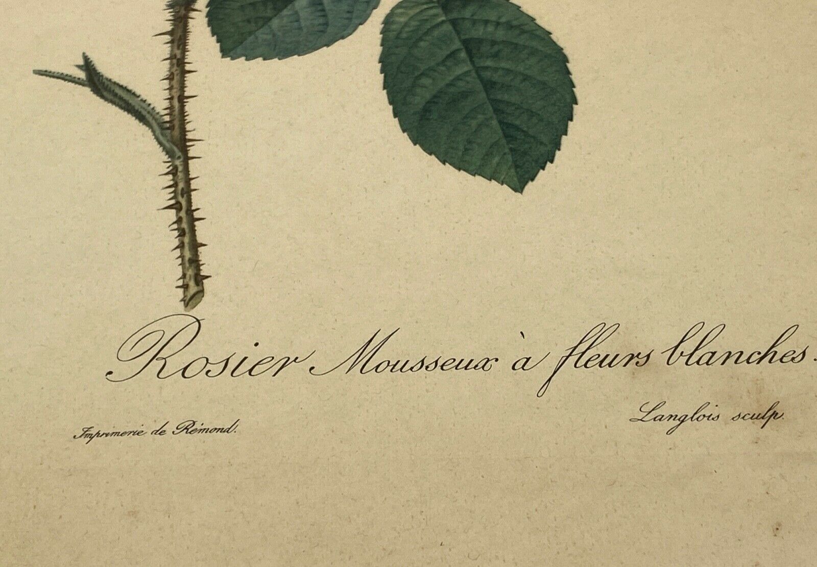Lithographie rosier redoute Langlois Remond mousseux a fleurs blanches