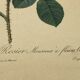 Lithographie rosier redoute Langlois Remond mousseux a fleurs blanches