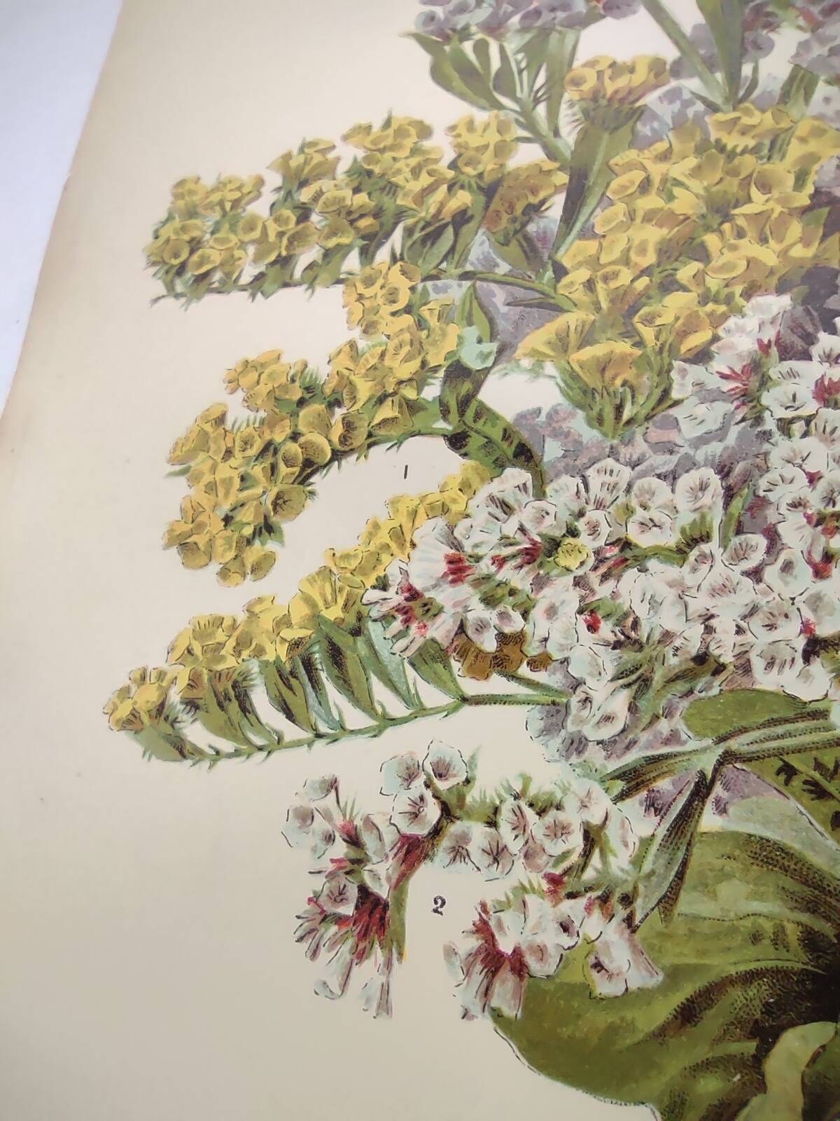 Old flower engraving 1899 - Statice - Vintage botanical print
