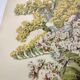 Old flower engraving 1899 - Statice - Vintage botanical print