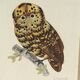 Framed tableau under glass, owl with butterfly wings.