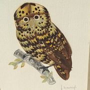 Framed tableau under glass, owl with butterfly wings.