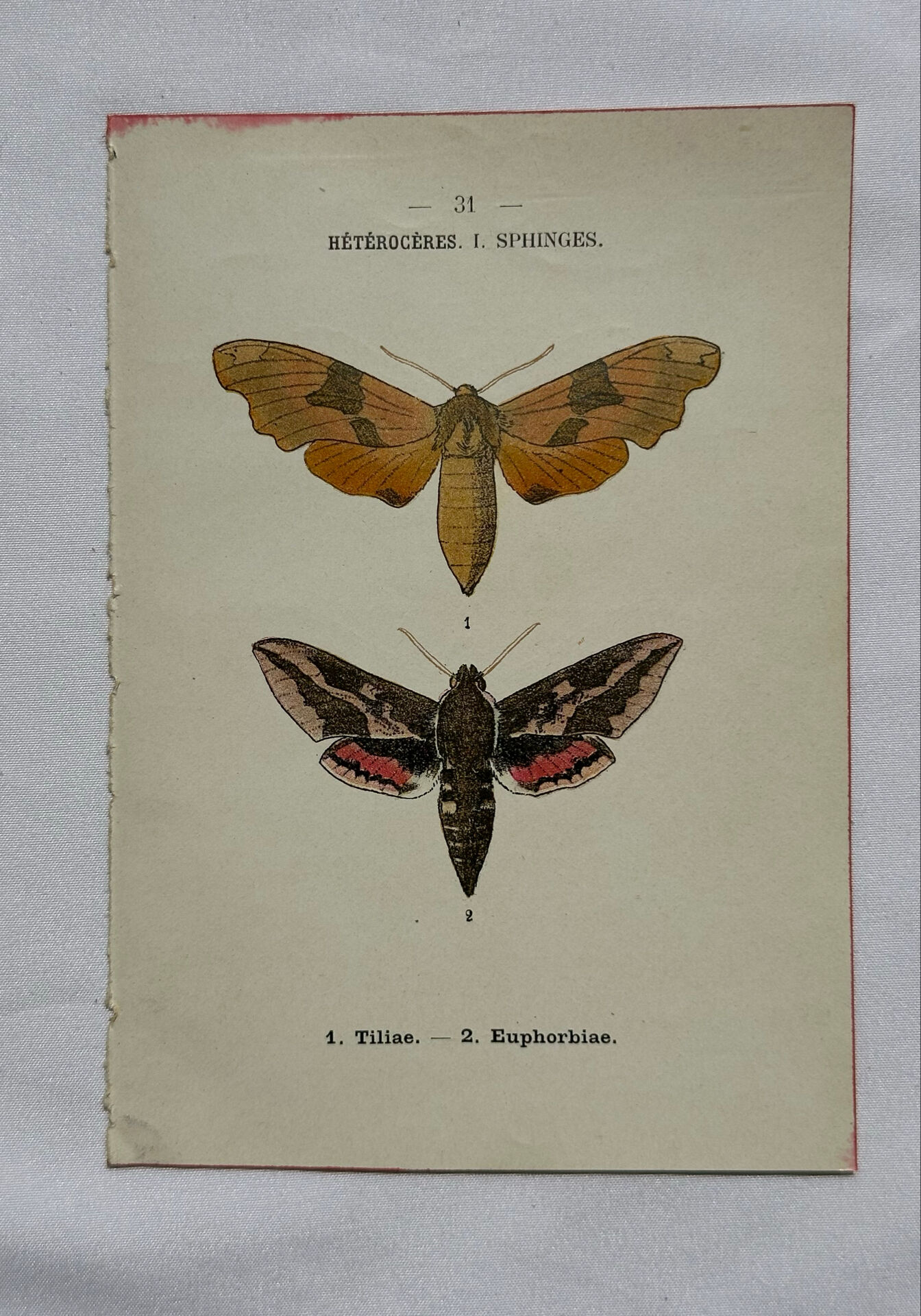 Gravure botanique papillons double face planche naturaliste Eau forte