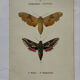 Gravure botanique papillons double face planche naturaliste Eau forte