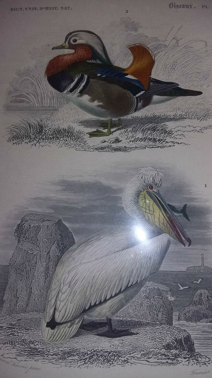 Antique print XIXth palmiped birds