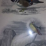 Gravure ancienne XIXème oiseaux palmipèdes