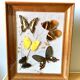 Lot de deux cadres papillons vintage