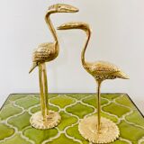 Couple of birds ibis or brass herons