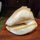 Strombidae Shell