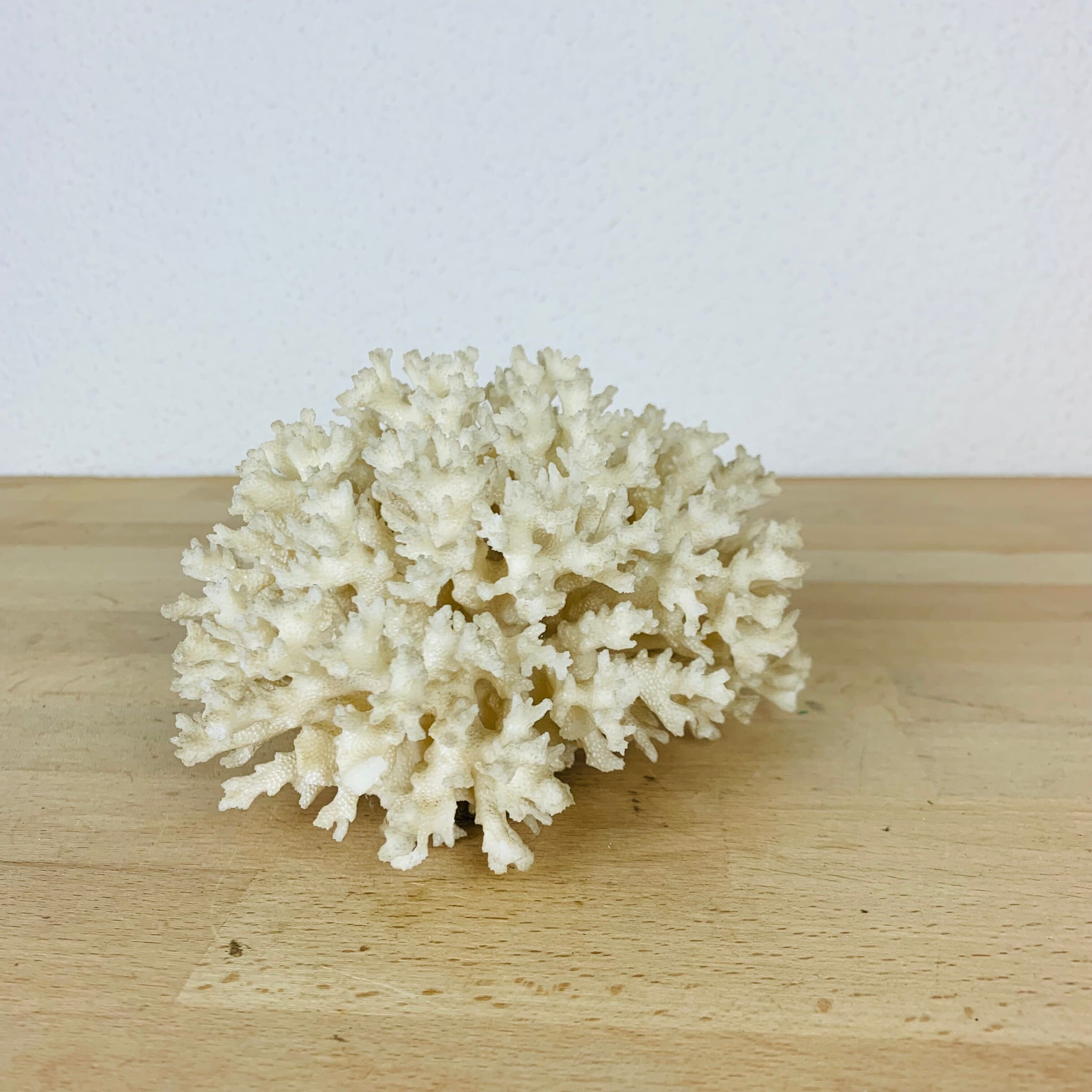 Natural old white coral 15 cm