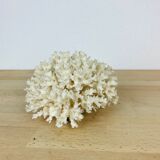 Natural old white coral 15 cm
