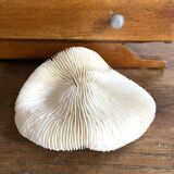 White Coral Fungia 70s