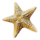 Starfish
