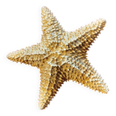 Starfish