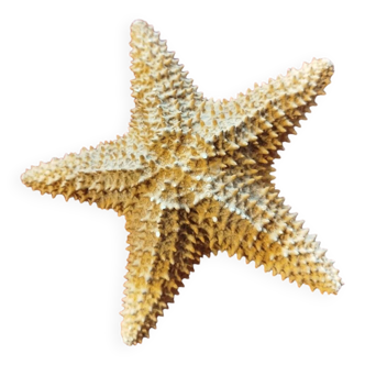 Starfish
