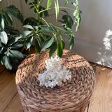 ancient white coral