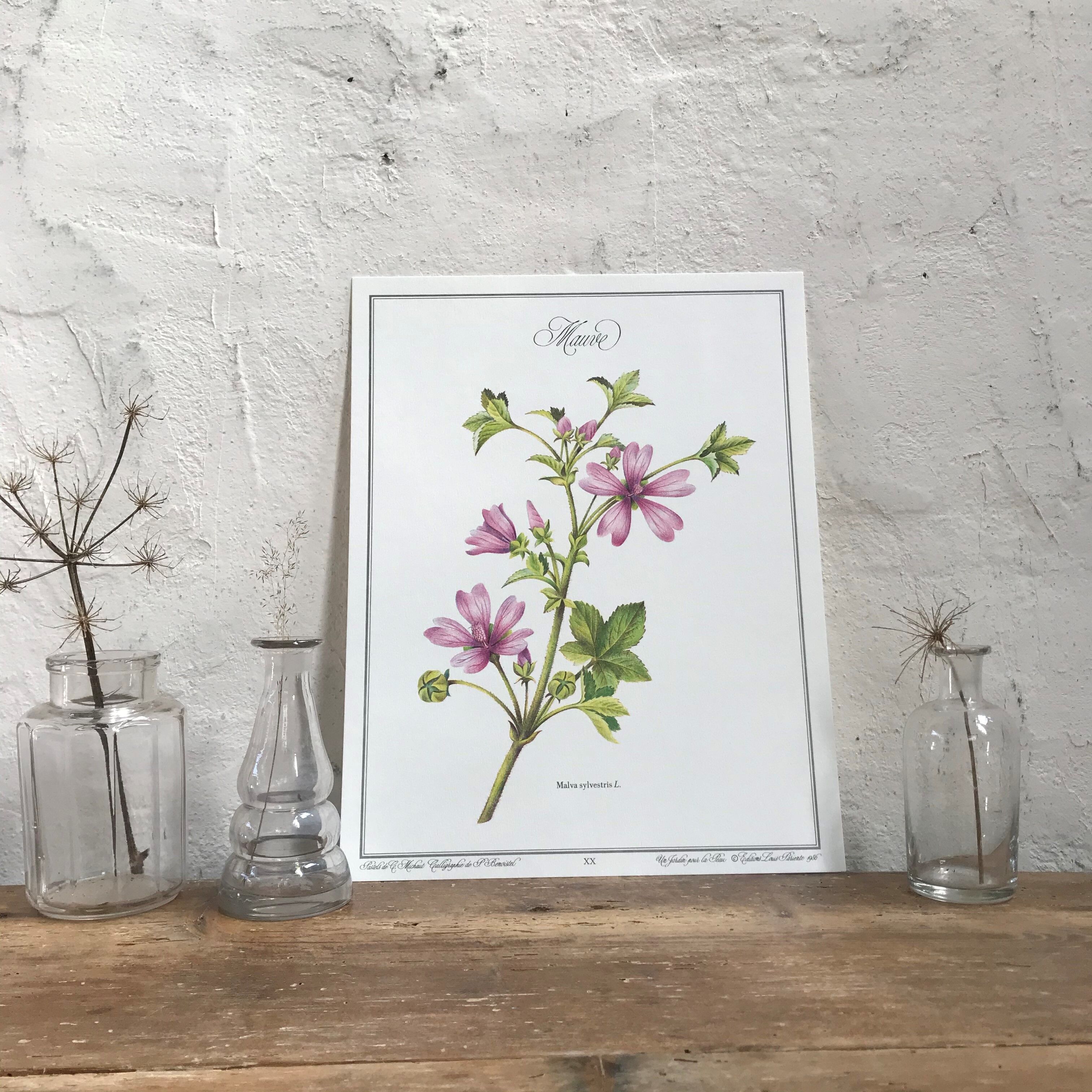 Botanical poster the Mauve