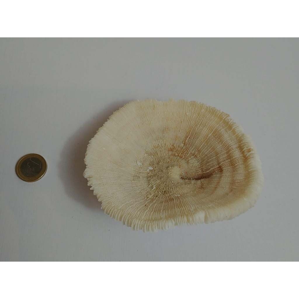 Mushroom Coral (Corail Fungia)