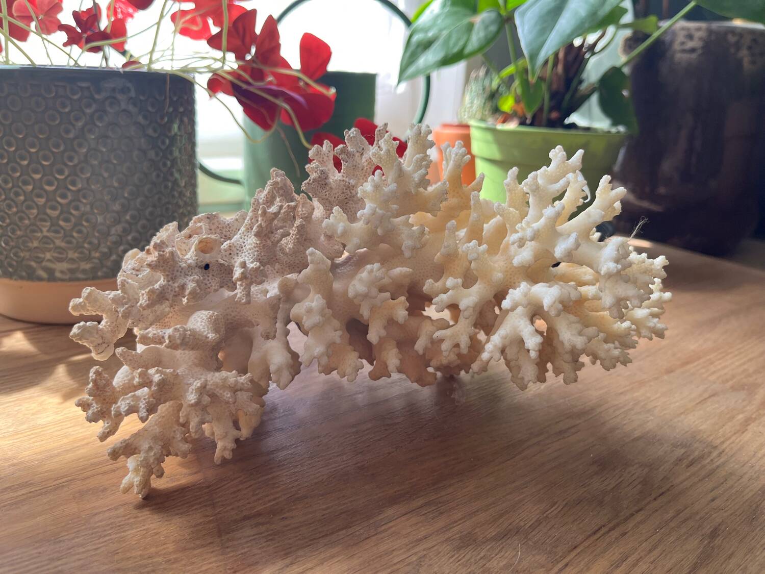 White coral