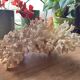 White coral