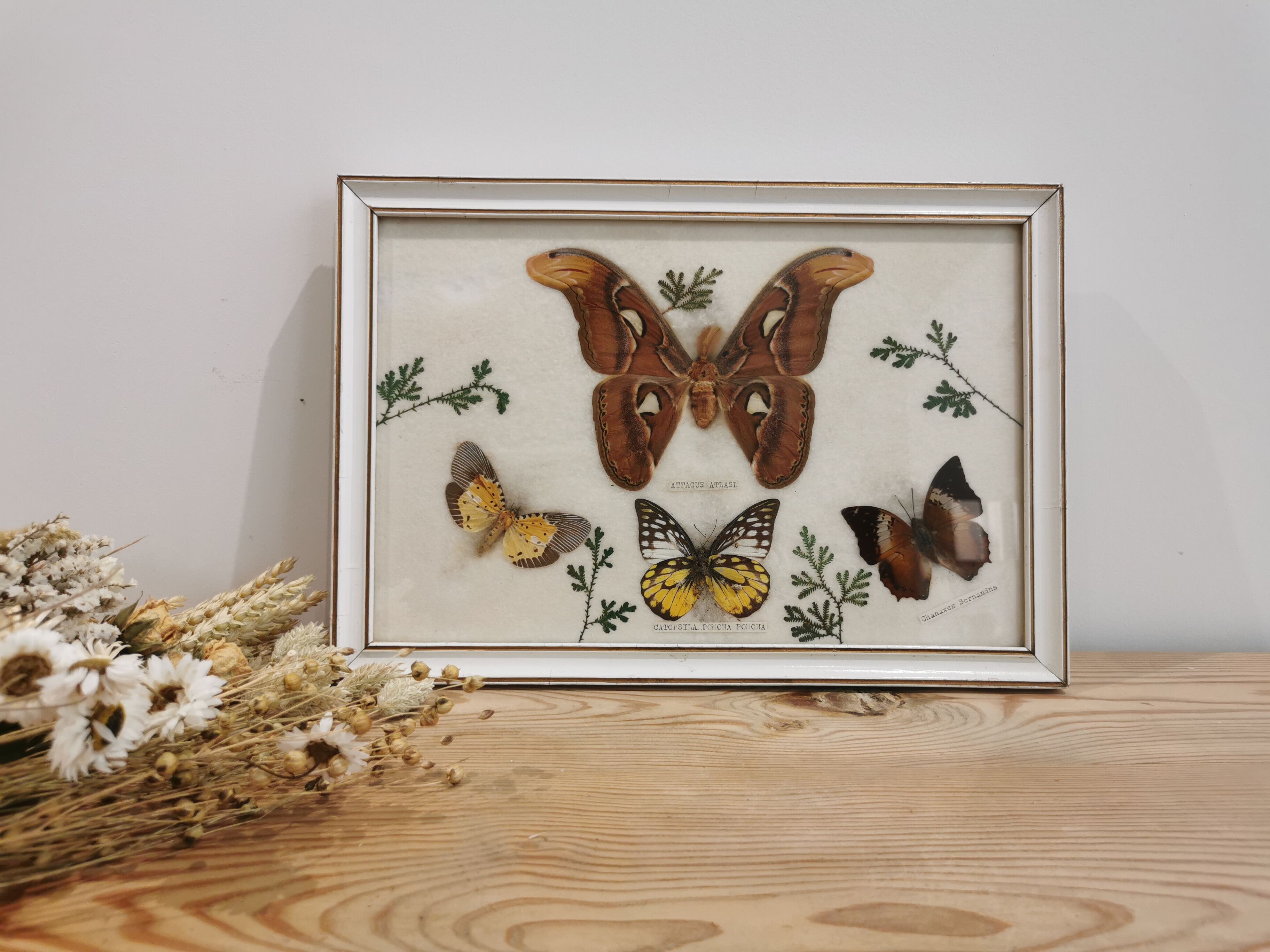 Vintage butterfly taxidermy frame