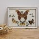 Vintage butterfly taxidermy frame
