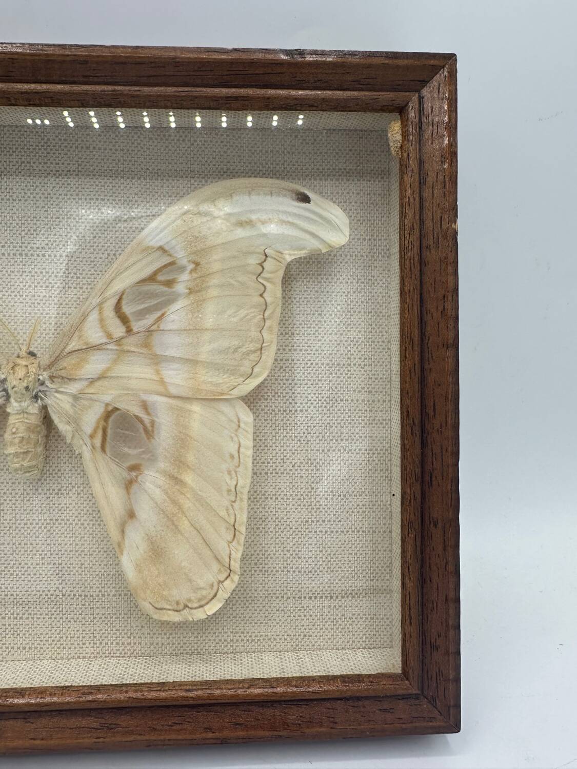 Vintage butterfly frame