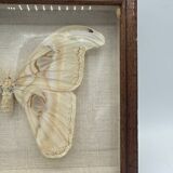 Vintage butterfly frame