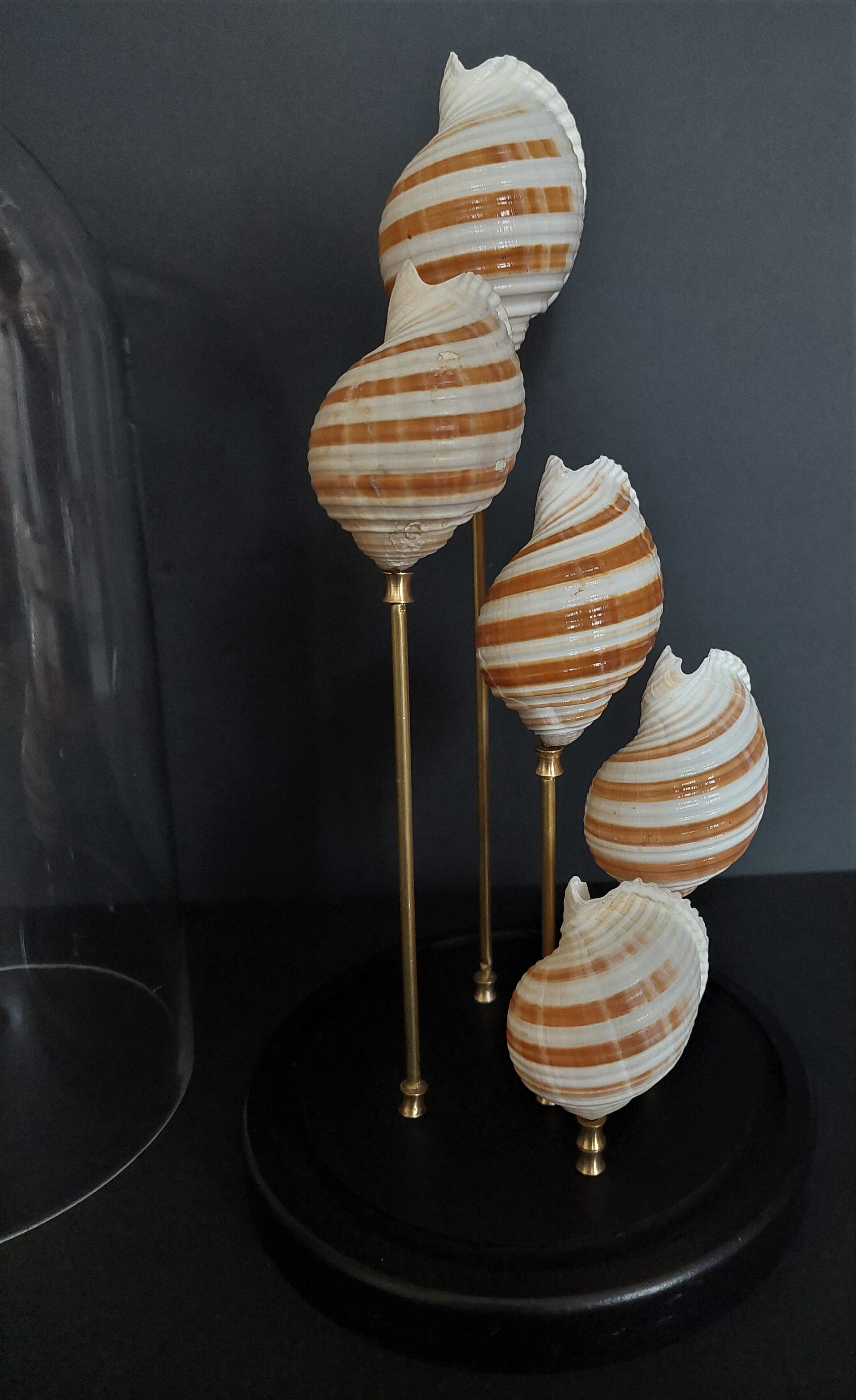 Cabinet of Curiosities globe shells tonna sulcosa
