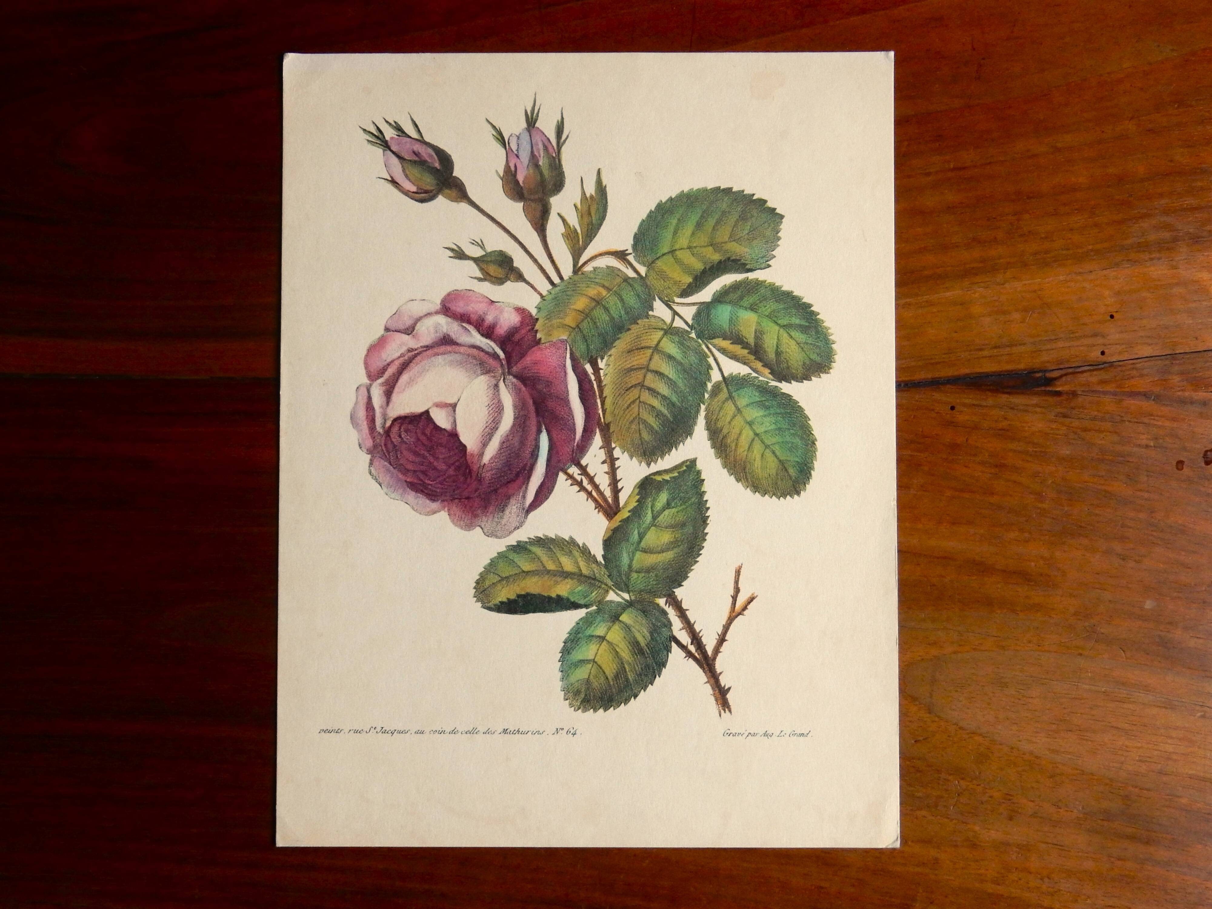 Ancienne planche botanique de rose vintage années 60