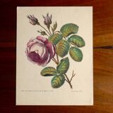 Ancienne planche botanique de rose vintage années 60