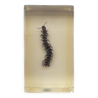 Insecte inclusion résine - mille pattes tigre du canada
curiosité - n°41