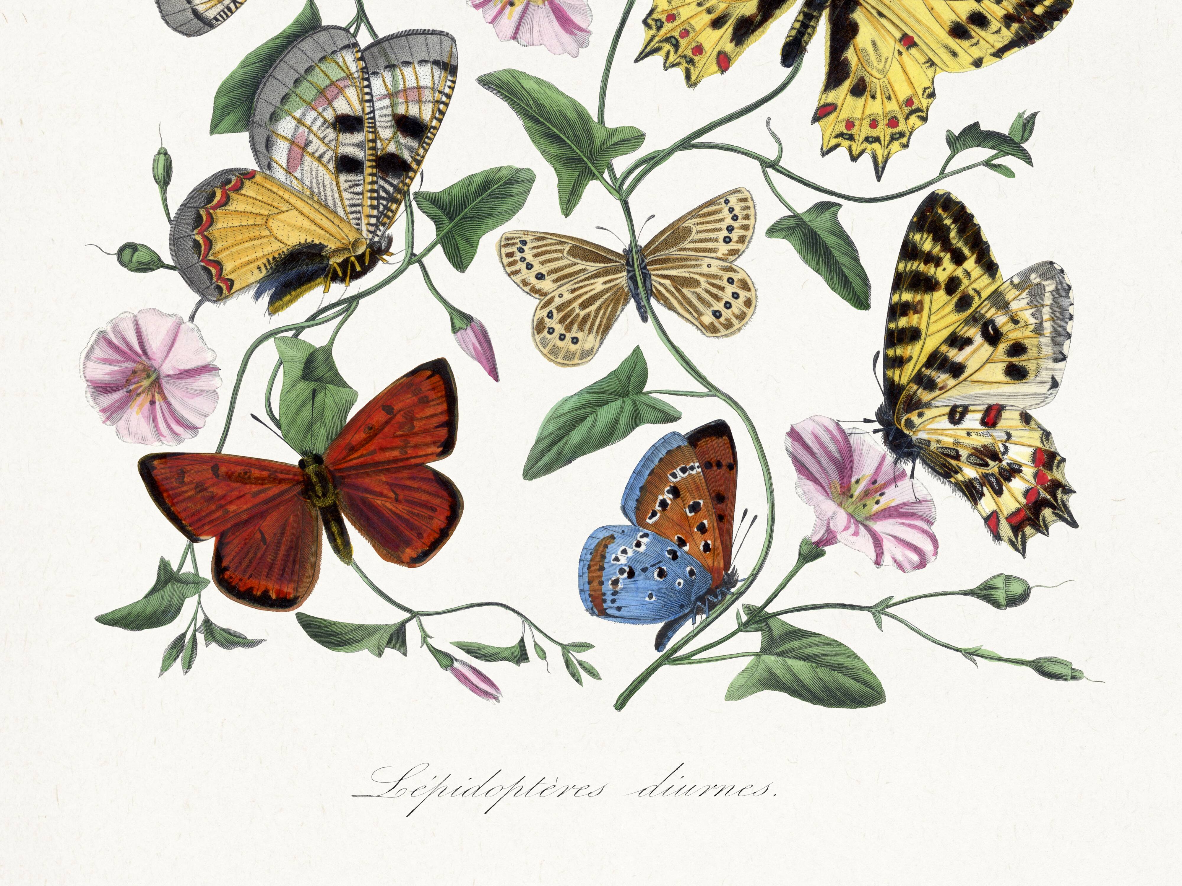 Poster about butterflies, based on an old engraving from 1842.