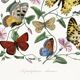 Poster about butterflies, based on an old engraving from 1842.