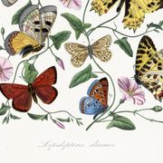 Poster about butterflies, based on an old engraving from 1842.