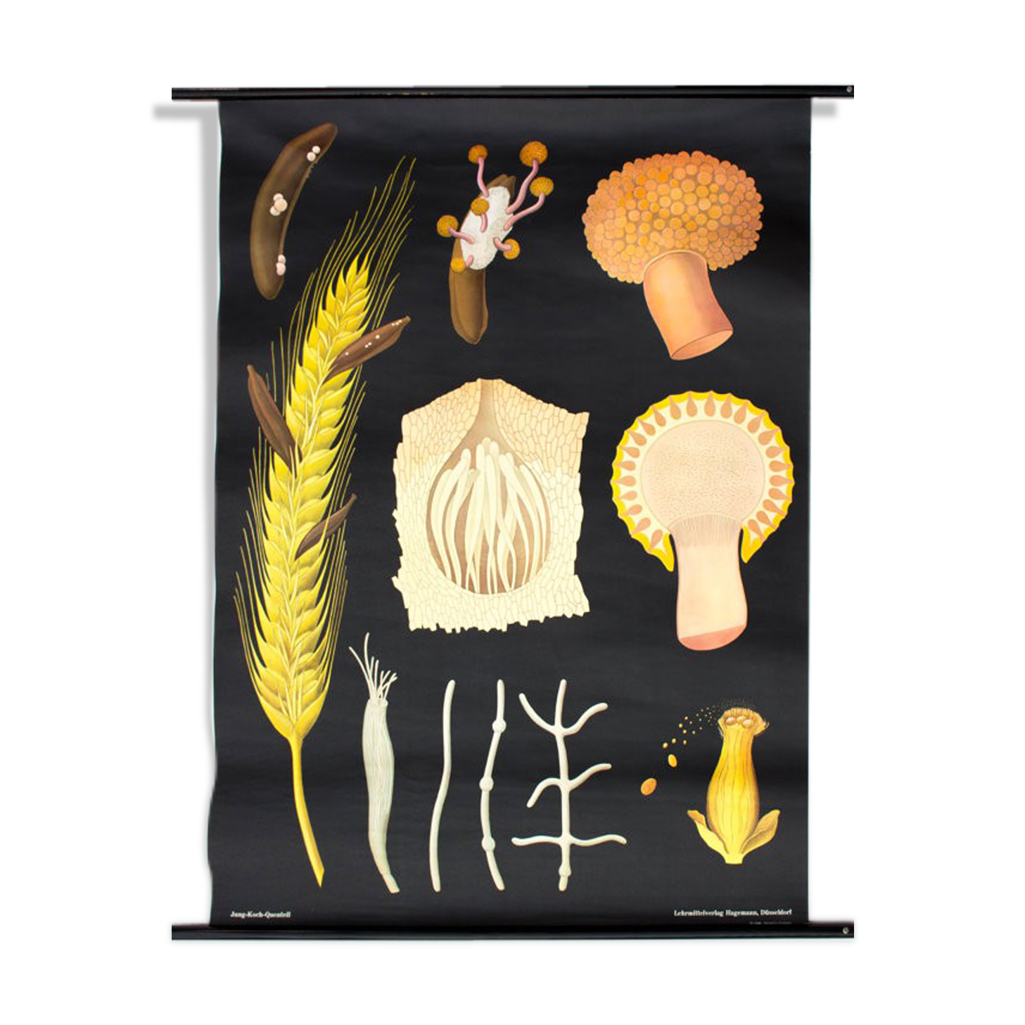 Wall poster of the school from Jung-Koch-Quentell "parasite of the grain" 1972