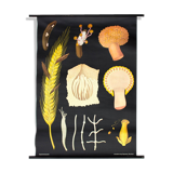 Affiche murale de l’école de Jung-Koch-Quentell "parasite du grain" 1972