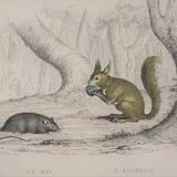 Original zoological board "rat - squirrel - field mouse - mouse" buffon 1838