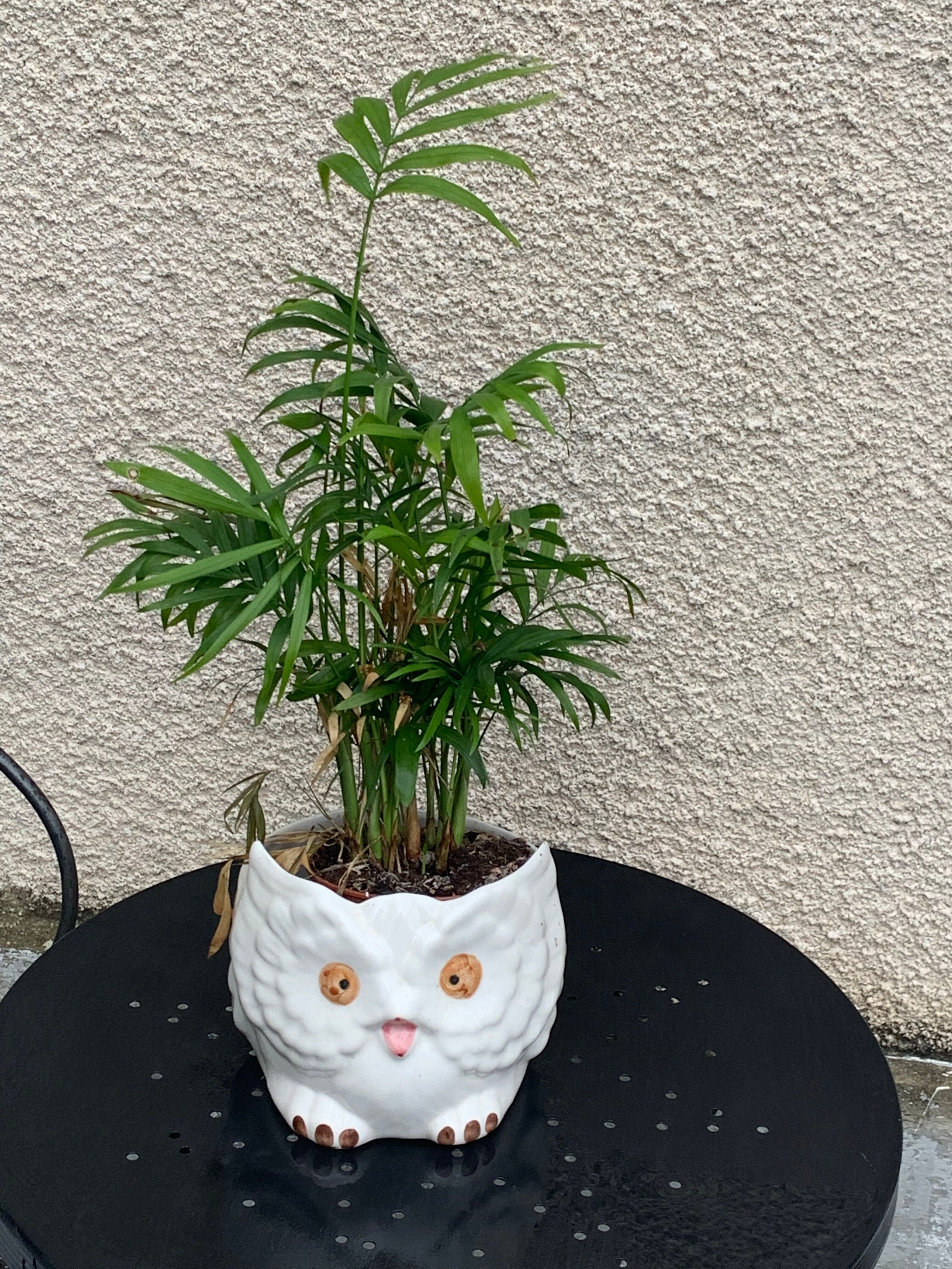 Cache pot owl glazed ceramic white slip earthenware siol Portugal