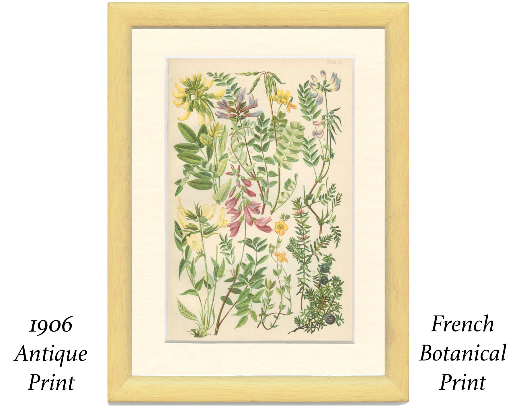 Botanical plate 1906: phaque des frimas, oxtropis montana, coronilla, etc (17)